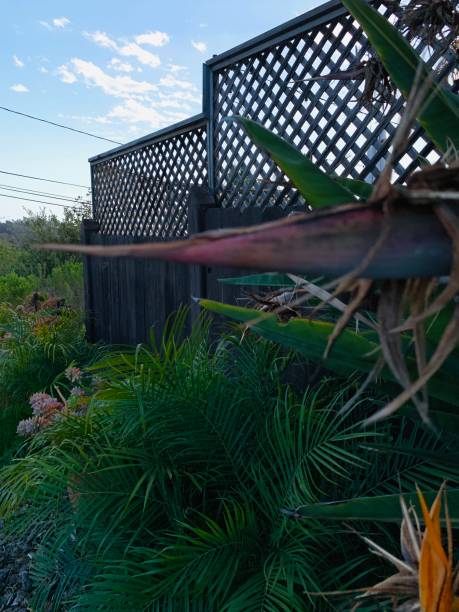 istock Lattice Fence and Lush Foliage 2192750578