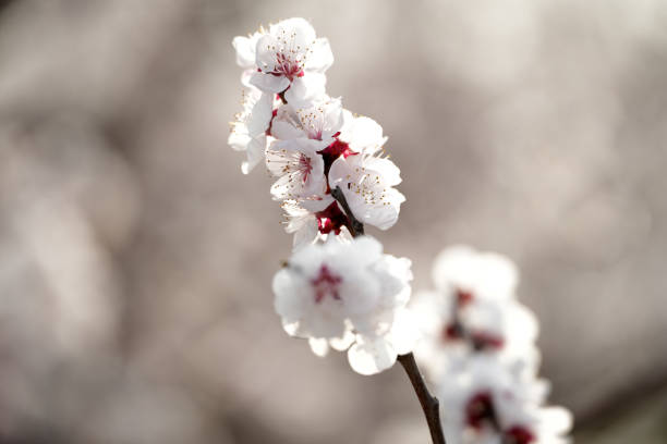 Beautiful apricot flowers bloom in spring