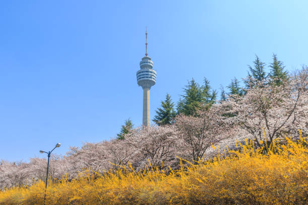 istock Spring in Daegu City Duryu Park, where spring flowers bloom 2192754133