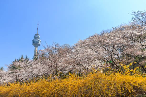 Spring in Daegu City Duryu Park, where spring flowers bloom