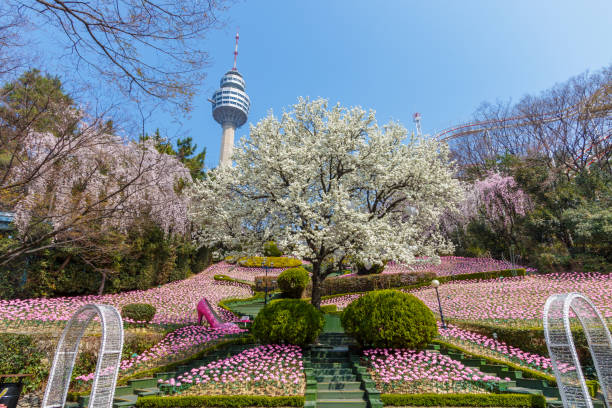 Spring in Daegu City Duryu Park, where spring flowers bloom
