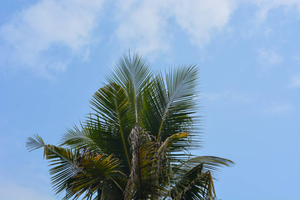 Coconuts with coconut trees are perennial plants and fruit, erect coconut bunches, fragrant coconuts, young coconuts