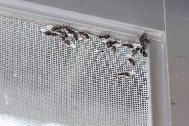 Ants and winged ants Ants and wing ants crowding around the window sill. ants-walking stock pictures, royalty-free photos & images