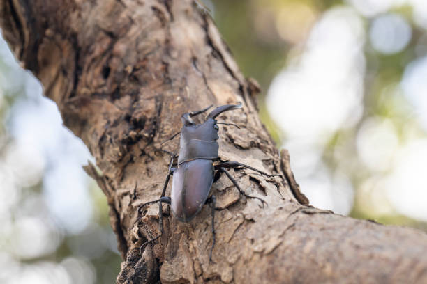 Japanese stag beetle on branch.
