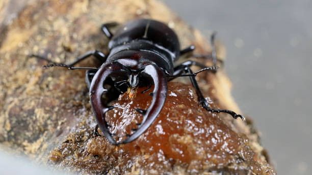 istock Prosopocoilus inclinatus 2192756575