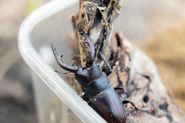 istock Prosopocoilus inclinatus 2192756637