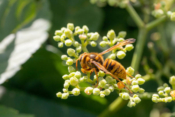 istock Japanese wasp, Vespa ducalis, Vespa 2192758012