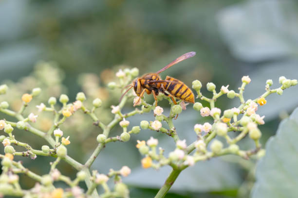 The flower of the bush mustard with the yellow hornet.