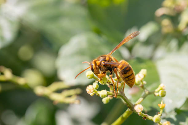 istock Japanese wasp, Vespa ducalis, Vespa 2192758025
