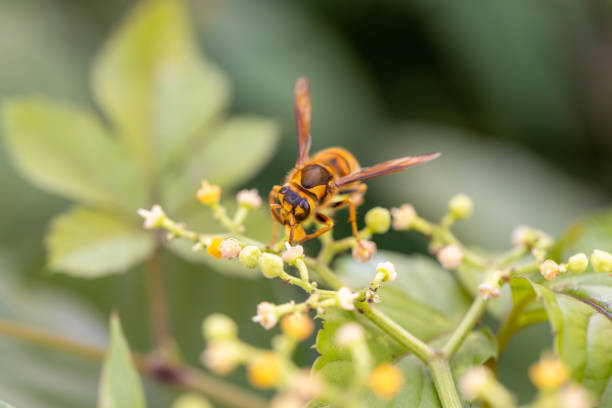 The flower of the bush mustard with the yellow hornet.