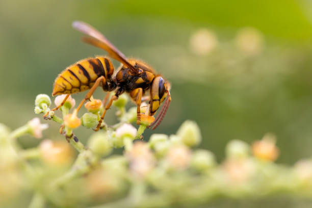 A wasp crawls along a windowsill, side view.