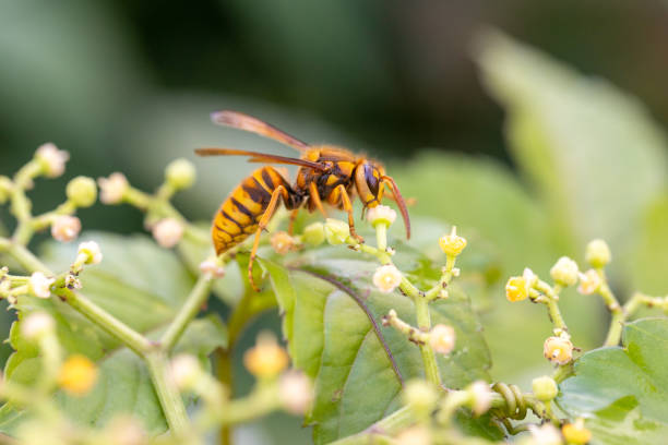 istock Japanese wasp, Vespa ducalis, Vespa 2192758031