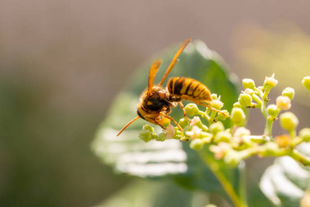 The flower of the bush mustard with the yellow hornet.