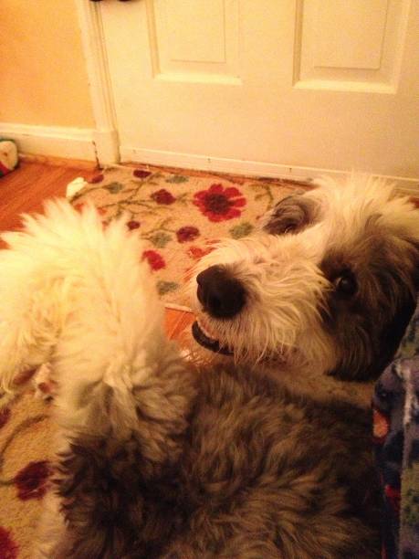 Sweet smiling Old English Sheepdog