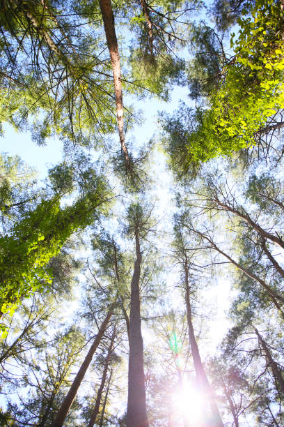 istock background of green forest and blue sky 2192759145