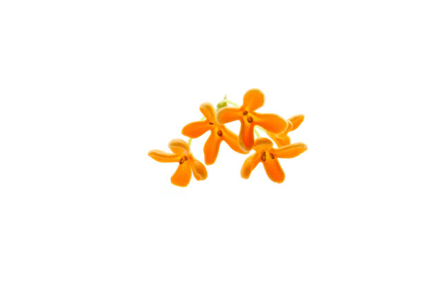 flowers of sweet osmanthus isolated on a white background