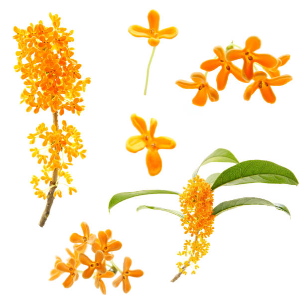 istock blooming sweet osmanthus isolated on a white background 2192759220