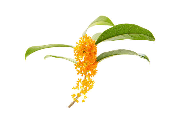 istock blooming sweet osmanthus isolated on a white background 2192759223