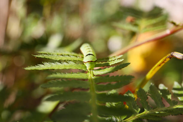 moth caterpillar eating a fern leaves, close up