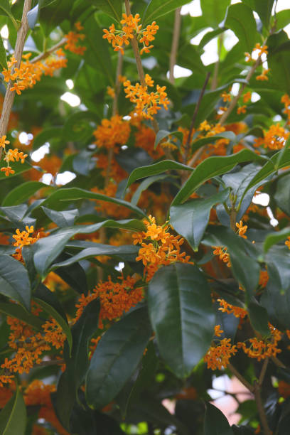 istock blooming sweet osmanthus in a garden 2192759335