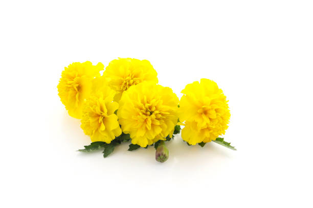 yellow marigold flowers isolated on a white background