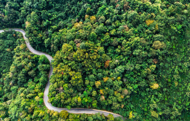 istock Road rainforest ecosystem and healthy environment concept 2192761024