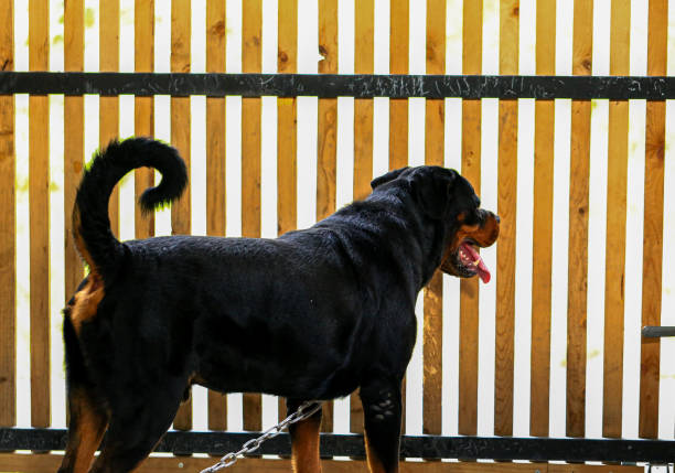 Rottweiler