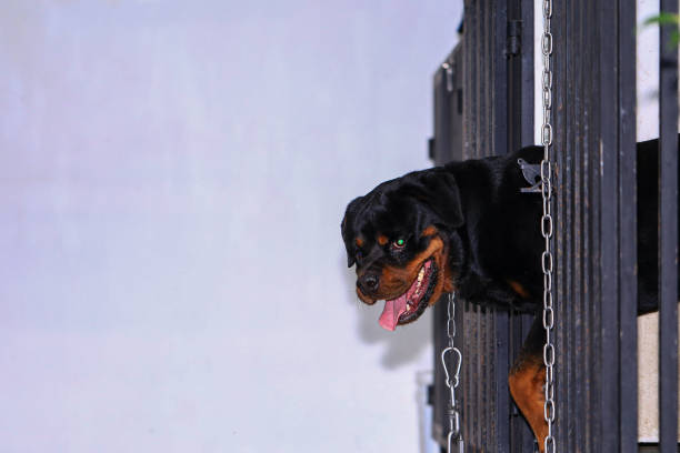 tired Rottweiler dog laying lazy outdoors on path in forest on springtime, shallow focus on pet, place for text