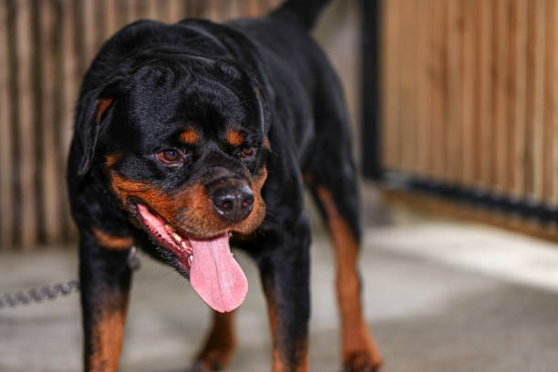 istock Rottweiler in the garden at sunset. 2192762586