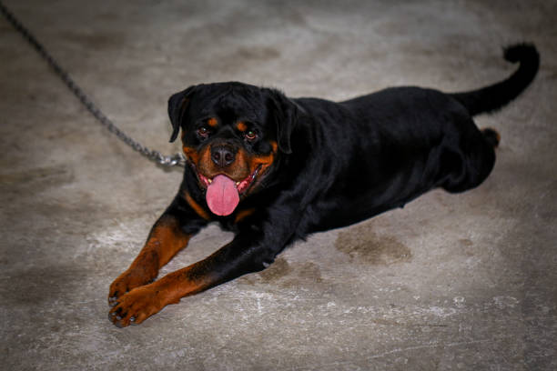 Rottweiler is a breed of domestic dogs. Their main purpose was to graze livestock and carry carts loaded with butchered meat to the market