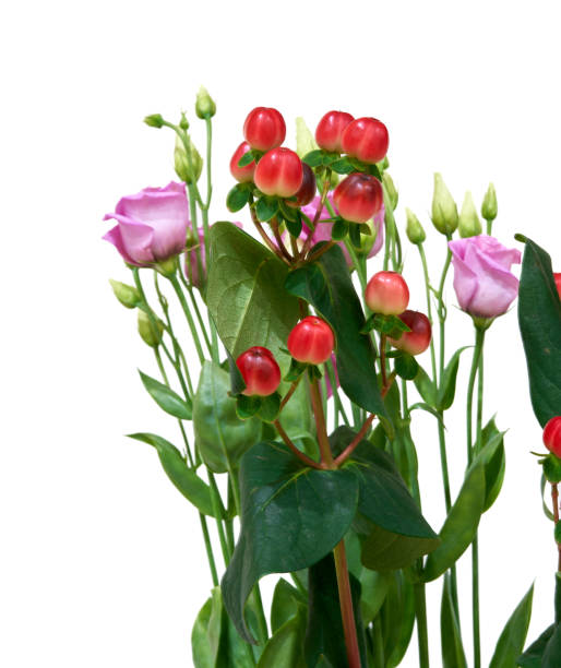 istock Hypericum androsaemum growing in a vase in an apartment 2192763004