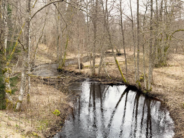 Meandering stream in a forest wetland at spring
