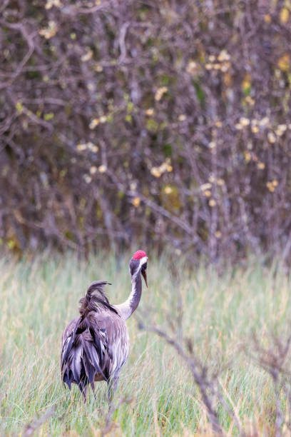 istock Eurasian crane in a swamp at springtime 2192765571