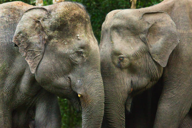 istock Elephant portrait  head to head 2192766726