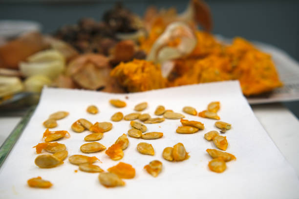 Pumpkin seeds drying on a paper towel, surrounded by vegetable scraps and pumpkin pulp during food preparation.