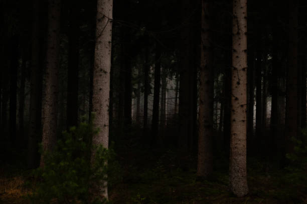 istock Foggy Woods on a cold december day 2192768724