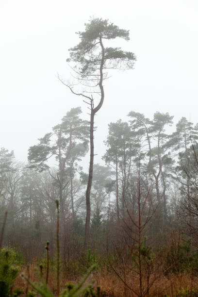 istock Foggy Woods on a cold december day 2192768731