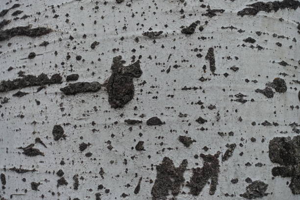 Close-up of tree bark showcasing different textures and colors, highlighting the contrast between rough and smooth surfaces