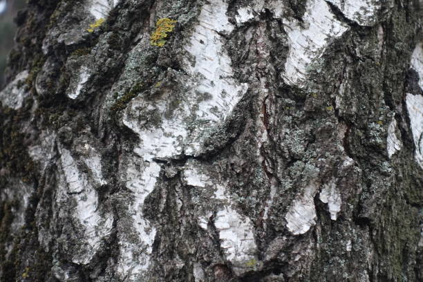 istock Macro of white and black bark of weeping birch tree 2192772589
