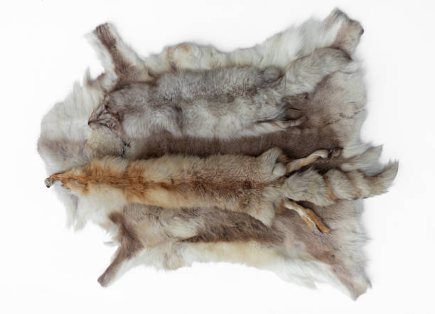 istock tanned animal skins isolated on white background 2192774050