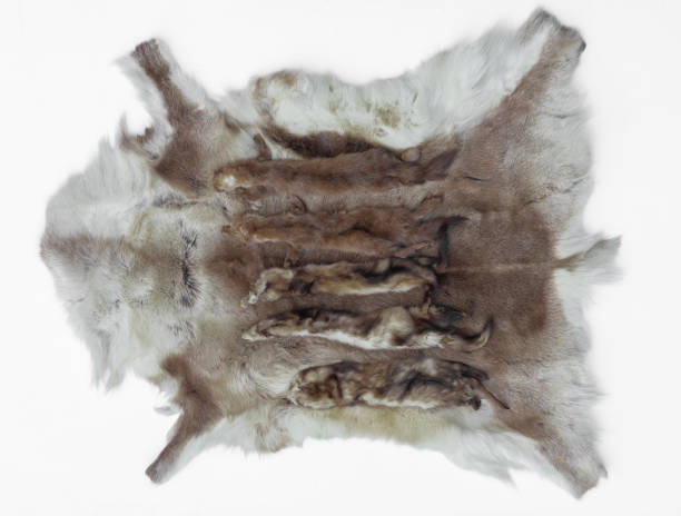 istock tanned animal skins isolated on white background 2192774074