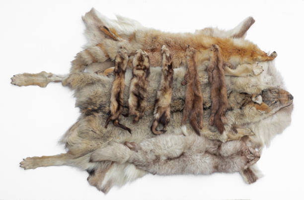 istock tanned animal skins isolated on white background 2192774535