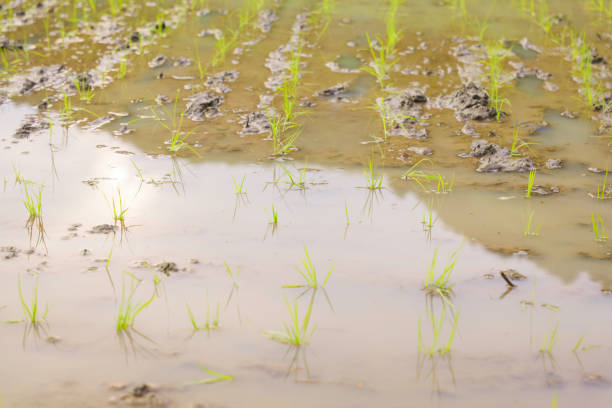 istock beautiful rice plants in paddy field 2192775822