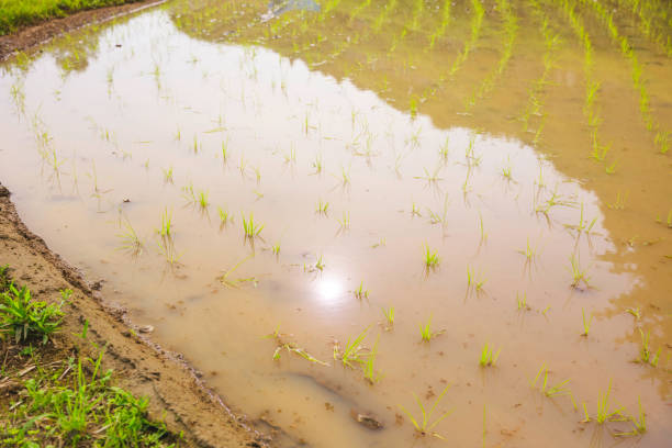 beautiful rice plants in paddy field
