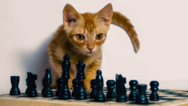 istock cute little red kitten and chess isolated on white background close up 2192776005