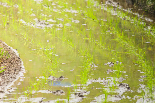istock beautiful rice plants in paddy field 2192776064