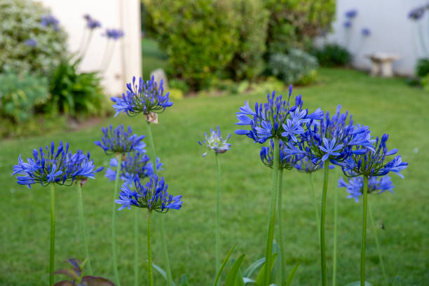 istock Set of several blue Agapanthus in bloom in a garden. 2192777291
