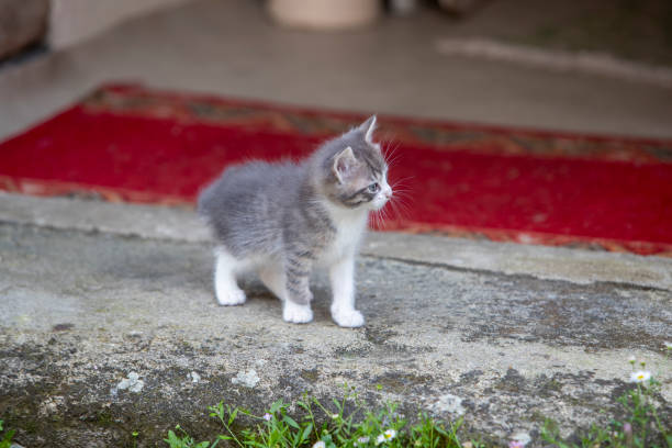 A small grey kitten exploring a soft beige carpet with a curious and playful expression.
