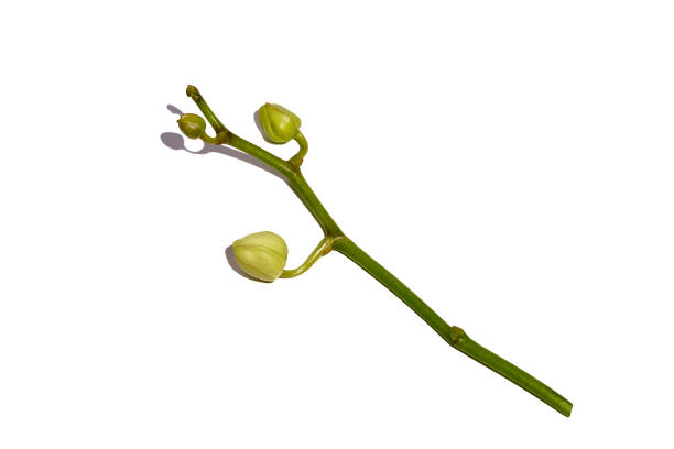 istock Orchid branch with buds unblown. Isolated on white background 2192777547