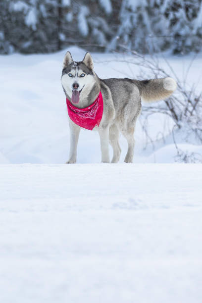 Purebred Husky dog portrait with red scarf, standing in snow with eyes closed, smiling